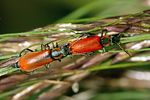 anthocomus-rufus-couple-foto-trilar