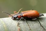 anthocomus-rufus-foto-hall