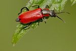 anthocomus-rufus-foto-trilar