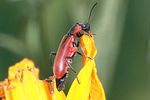 anthocomus-rufus-foto-weidlich