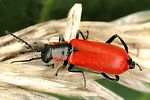 anthocomus-rufus2-foto-dvorak
