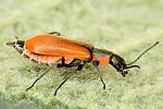 anthocomus-rufus3-foto-dvorak