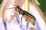 apalochrus-femoralis-foto-weidlich