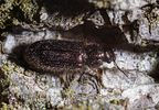 aplocnemus-impressus3-foto-roessler