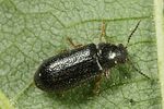 aplocnemus-nigricornis-foto-altmann_2