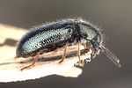 aplocnemus-nigricornis-foto-dvorak