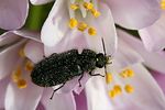 aplocnemus-rugulosus-foto-krejcik