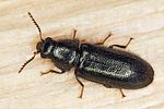 aplocnemus-tarsalis-foto-koehler