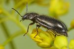 aplocnemus-virens2-foto-koehler