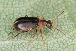 attalus-analis-foto-altmann