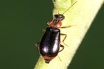 attalus-analis3-foto-weidlich
