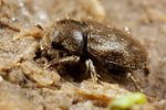 augyles-crinitus-foto-koehler