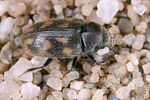 augyles-hispidulus-foto-koehler