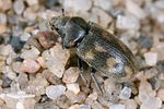 augyles-hispidulus2-foto-koehler