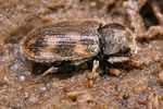 augyles-hispidulus3-foto-koehler