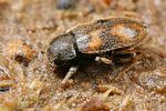 augyles-intermedius-foto-koehler