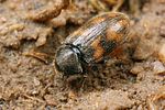 augyles-intermedius2-foto-koehler