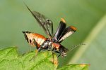 axinotarsus-marginalis-flug-foto-altmann
