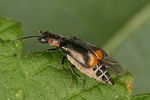 axinotarsus-marginalis-foto-altmann