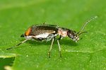 axinotarsus-marginalis-foto-keresztes