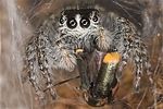 axinotarsus-marginalis-male-philaeus-chrysopus-foto-suvak