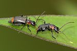 axinotarsus-marginalis-paar-foto-brueckner