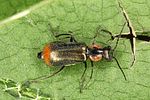 axinotarsus-marginalis3-foto-altmann