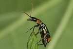axinotarsus-marginalis5-foto-altmann