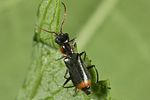 axinotarsus-marginalis6-foto-altmann