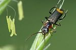 axinotarsus-pulicarius-foto-brueckner