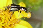 axinotarsus-pulicarius-foto-koehler
