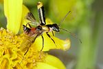 axinotarsus-pulicarius-start-foto-koehler