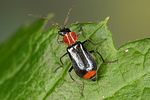 axinotarsus-ruficollis-foto-altmann