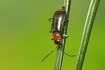 axinotarsus-ruficollis-foto-koehler
