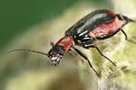 axinotarsus-ruficollis-foto-weidlich