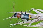 axinotarsus-ruficollis-male-foto-rindlisbacher