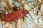 benibotarus-taygetanus2-foto-koehler