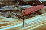 benibotarus-taygetanus3-foto-koehler