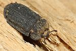 calitys-scabra-foto-gouix