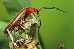 cantharis-cryptica2-foto-koehler