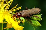 cantharis-figurata2-foto-wmueller