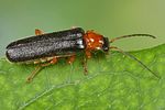 cantharis-nigra-foto-koehler
