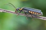 cantharis-obscura-foto-mergemeier
