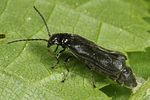 cantharis-paludosa-foto-altmann