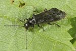 cantharis-paludosa3-foto-altmann