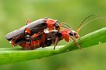 cantharis-pellucida-paar-foto-wmueller
