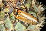 cantharis-terminata-foto-altmann