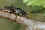cantharis-tristis-foto-koehler