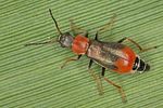 cerapheles-terminatus-female2-foto-koehler
