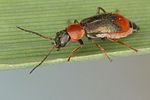 cerapheles-terminatus-female3-foto-koehler